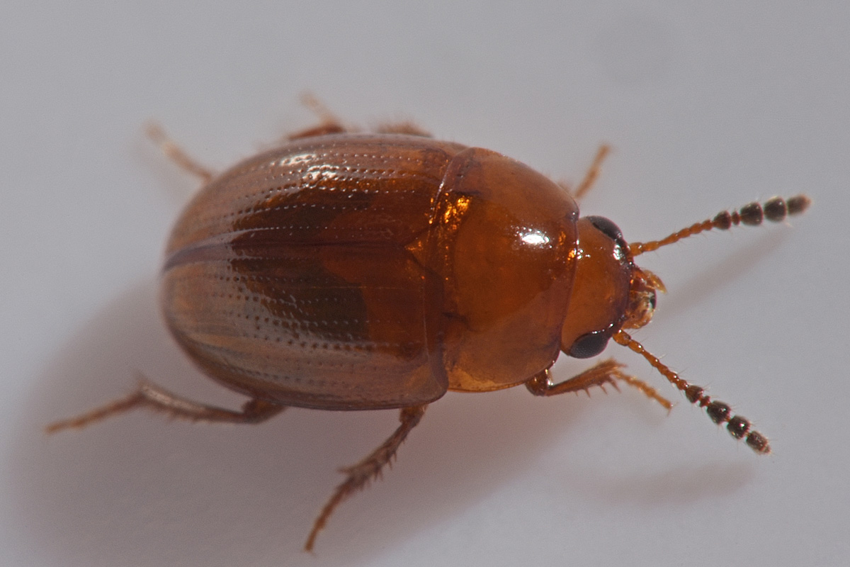 Leiodidae: Leiodes longipes (W.L.E. Schmidt, 1841) (cf)